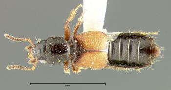 Media type: image;   Entomology 24065 Aspect: habitus dorsal view